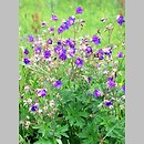 Geraniaceae (bodziszkowate)