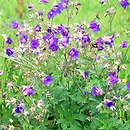 Geranium (bodziszek)
