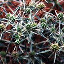 Eryngium campestre (mikołajek polny)