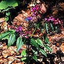 Lathyrus (groszek)