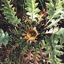 Carlina onopordifolia (dziewięćsił popłocholistny)
