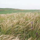 Stipa joannis (ostnica Jana)