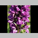 Dactylorhiza praetermissa (kukułka zaniedbana)