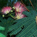 Albizia julibrissin (albicja jedwabista)