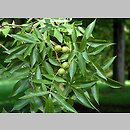 Carya cordiformis (orzesznik gorzki)