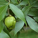 Carya ovata (orzesznik pięciolistkowy)
