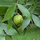Carya (orzesznik)