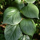 Cercis chinensis (judaszowiec chiński)