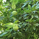 Maclura pomifera (żółtnica pomarańczowa)