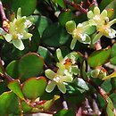 Muehlenbeckia axillaris (muhlenbekia niska)