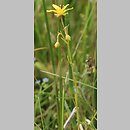 Saxifraga hirculus (skalnica torfowiskowa)