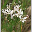 Allium ramosum (czosnek wonny)