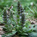 Ajuga pyramidalis (dąbrówka piramidalna)
