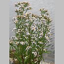 Aster tripolium (aster solny)