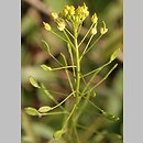 Draba (głodek)