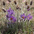 Pulsatilla patens ssp. patens (sasanka otwarta typowa)