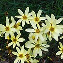 Coreopsis verticillata (nachyłek okółkowy)