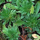 Androsace sarmentosa (naradka odroślowa)