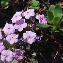 Androsace studiosorum (naradka pierwiosnkowata)