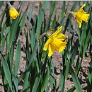 Narcissus Arctic Gold