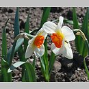 Narcissus Barrett Browning