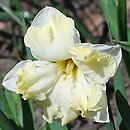 Narcissus Cassata