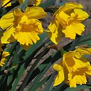 Narcissus Golden Harvest