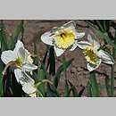Narcissus Ice Follies
