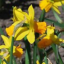 Narcissus Jetfire