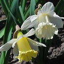 Narcissus Mount Hood