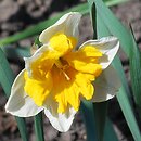 Narcissus Orangery
