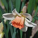 Narcissus Pink Charm