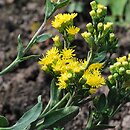 Solidago rigida (nawłoć sztywna)