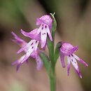 Orchidaceae (storczykowate)