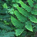 Dryopteris goldiana (nerecznica Goldiego)