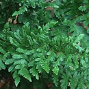 Dryopteris tokyoensis (nerecznica tokijska)