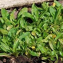Myosotis rehsteineri (niezapominajka darniowa )