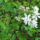 Exochorda (obiela)