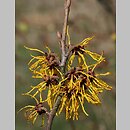 Hamamelis ×intermedia (oczar pośredni)