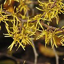 Hamamelis virginiana (oczar wirginijski)
