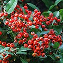 Pyracantha coccinea (ognik szkarłatny)