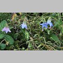 Borago pygmaea