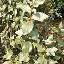 Elaeagnus (oliwnik)