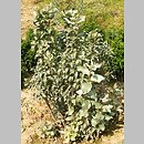 Elaeagnus commutata (oliwnik srebrzysty)
