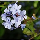 Plumbago auriculata (ołownik uszkowaty)