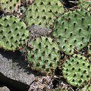 Opuntia (opuncja)