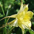 Aquilegia ×hybrida Maxi