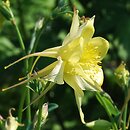 Aquilegia ×hybrida (orlik mieszańcowy)