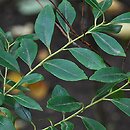 Ilex glabra (ostrokrzew gładki)