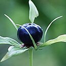 Paris quadrifolia (czworolist pospolity)